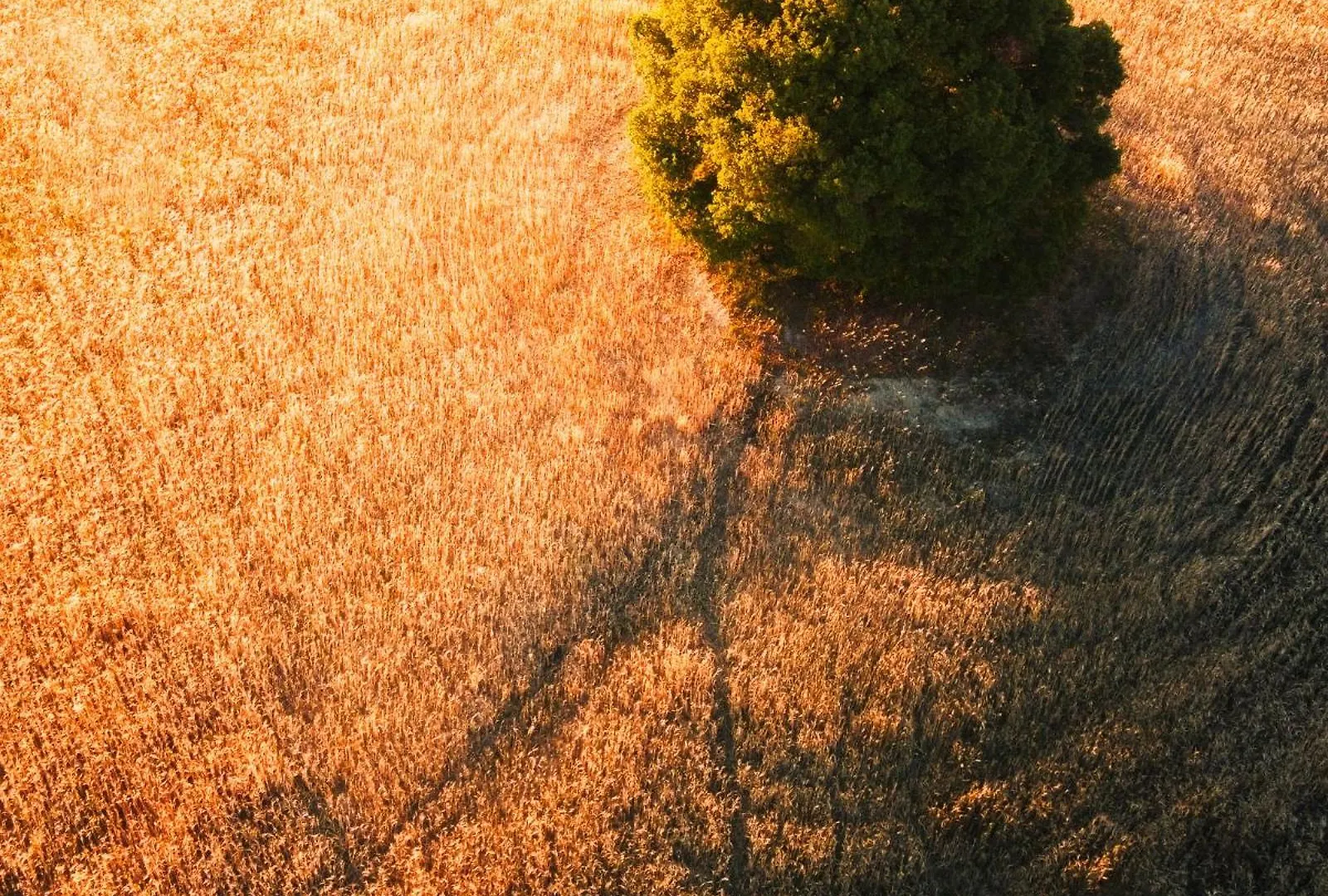 Fattoria Pieve A Salti Villa Buonconvento Farm stay